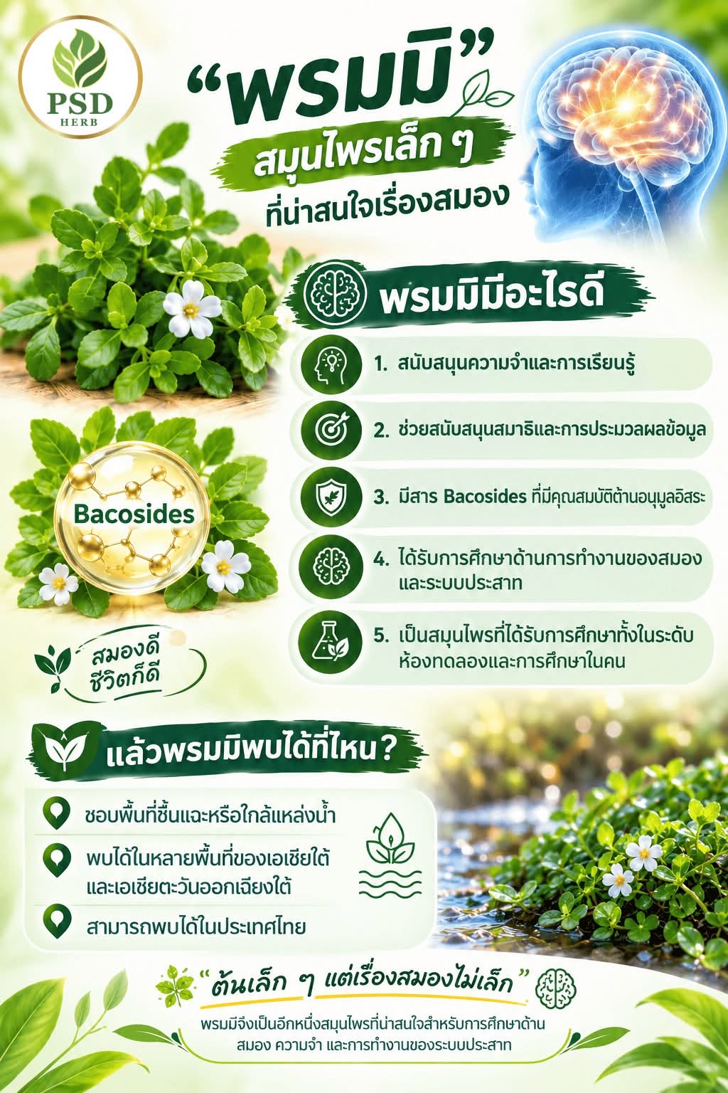 🌿พรมมิ 